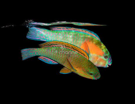 Bower's Parrotfish (PAIR)-Marine Collectors