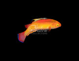 Tongan Flame Wrasse [Supermale] #2