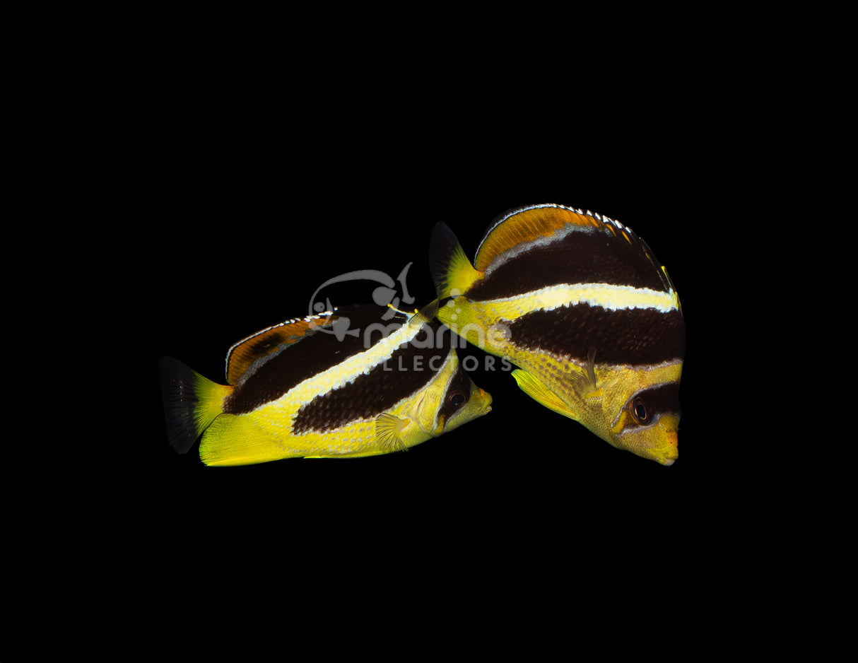 Mitratus Butterflyfish [PAIR] #1