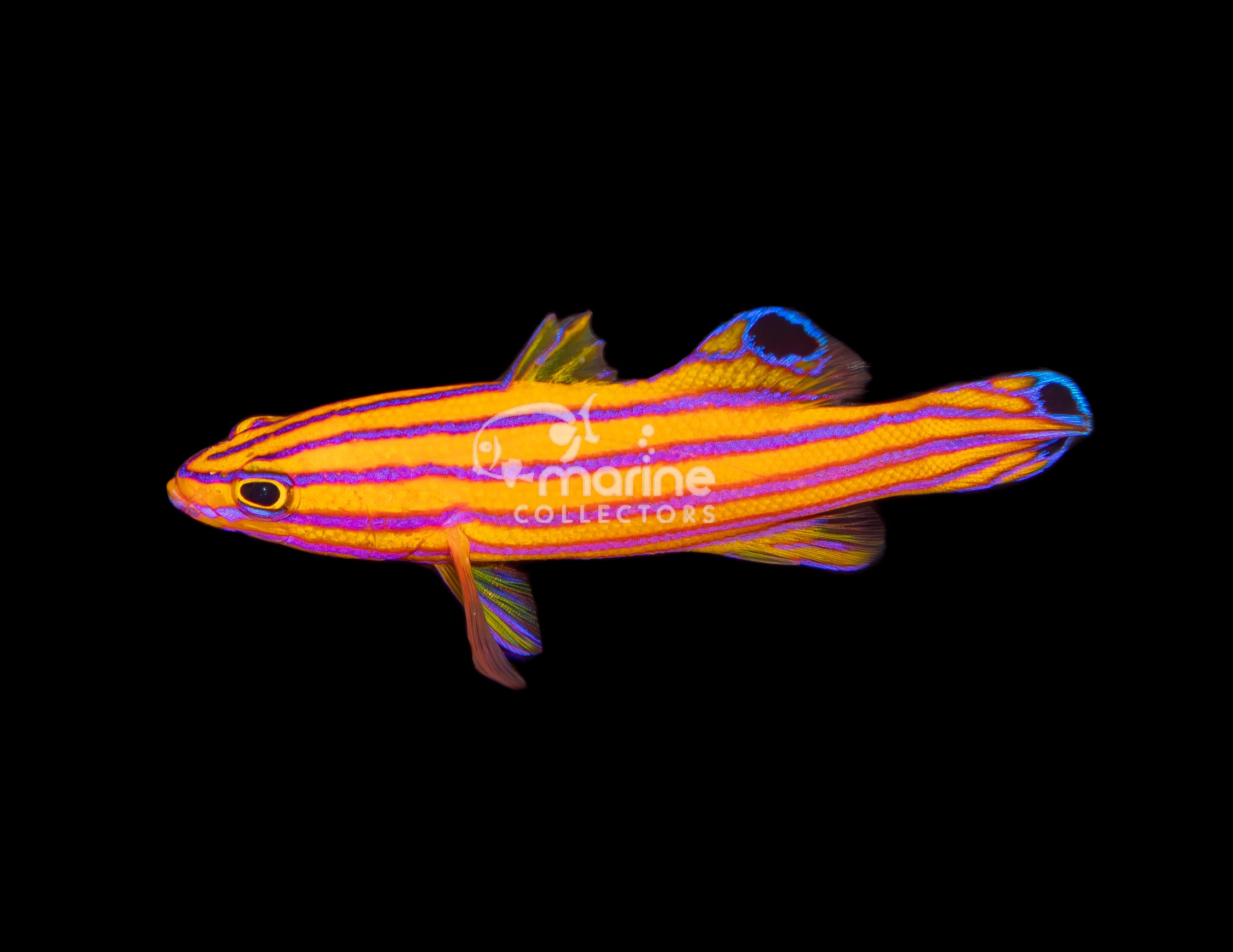 Collectors Chamber - Rare Saltwater Fish and Marine Pets – Tagged