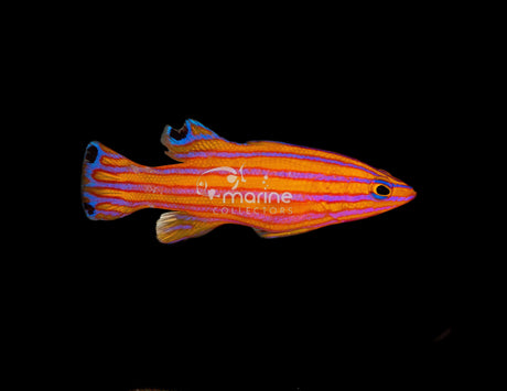Candy Basslet-Marine Collectors