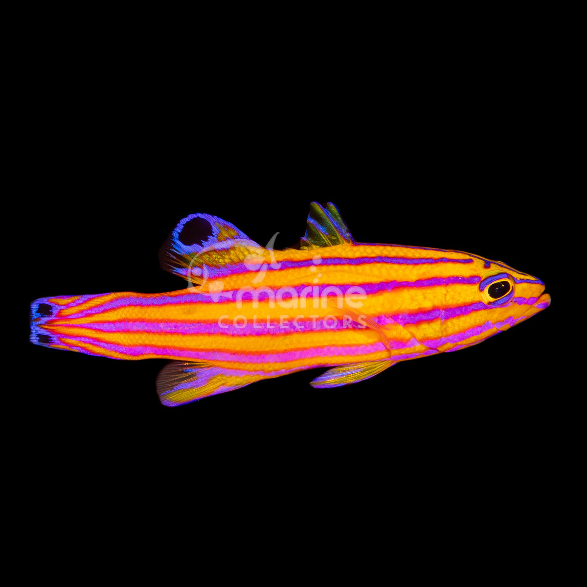 Candy Basslet - Saltwater Fish – Marine Collectors
