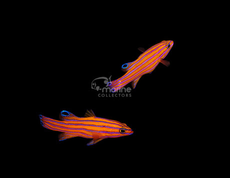 Candy Basslet [PAIR]-Marine Collectors