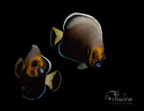 Captive Bred Conspicuous Angelfish Pair-Marine Collectors