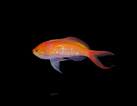 Carberryi Anthias-Marine Collectors