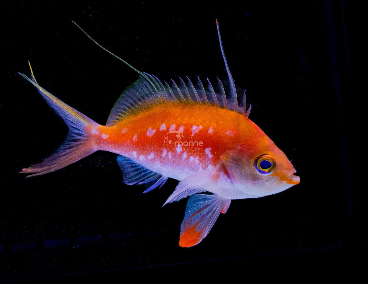 Cherry Anthias-Marine Collectors