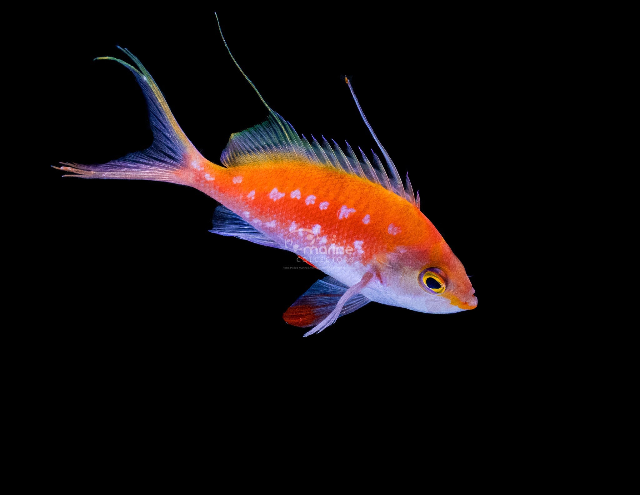 Cherry Anthias - Saltwater Fish – Marine Collectors