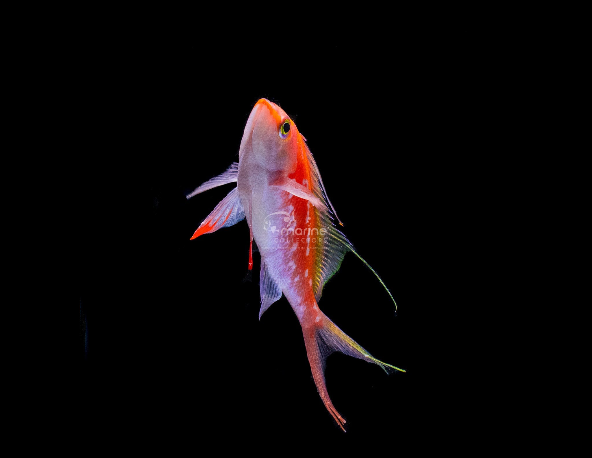 Cherry Anthias - Saltwater Fish – Marine Collectors