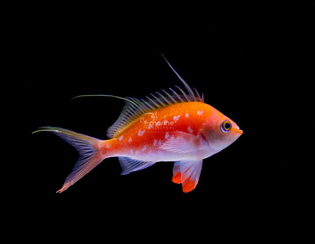 Cherry Anthias-Marine Collectors