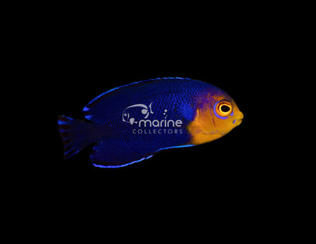 Cherub Angelfish-Marine Collectors