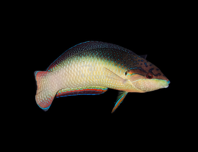 China Wrasse (SUPERMALE)-Marine Collectors