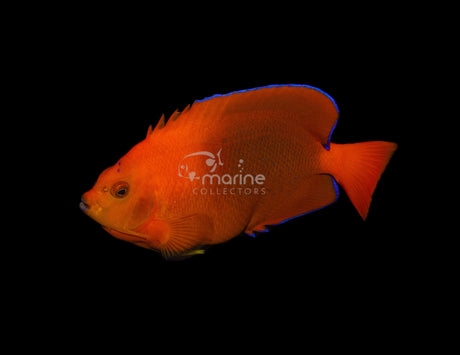 Clarion Angelfish-Marine Collectors
