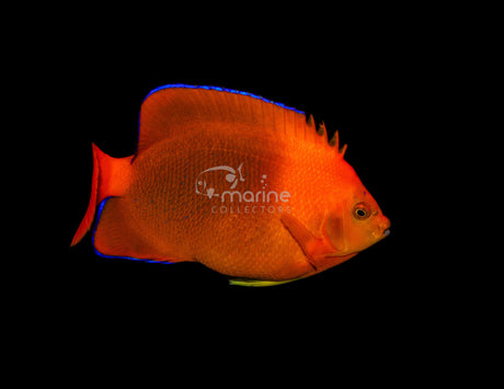 Clarion Angelfish-Marine Collectors