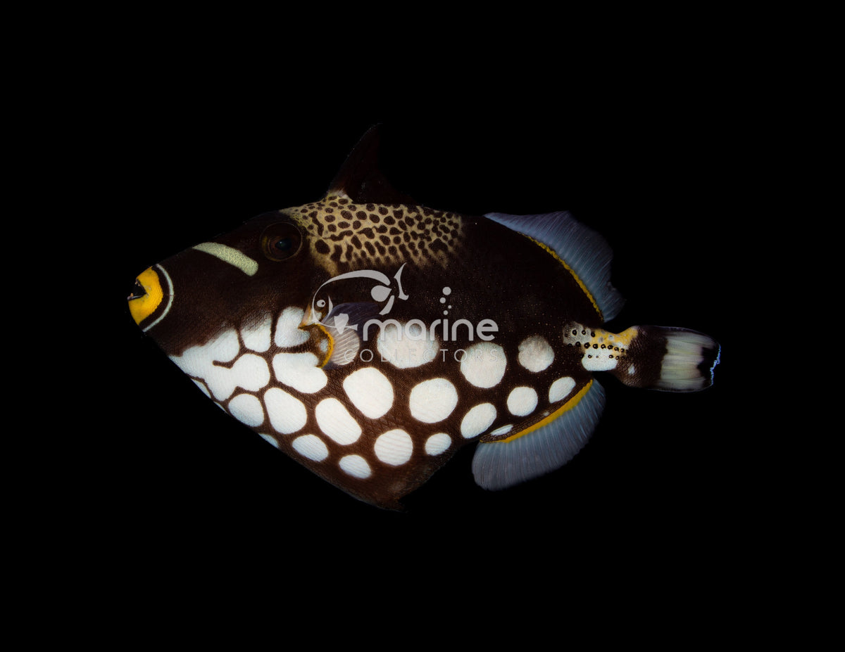 Triggerfish Filefish Filefish & Triggerfish – Marine Collectors