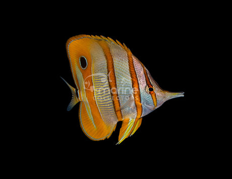 Copperband Butterflyfish (Eating PE Mysis)-Marine Collectors