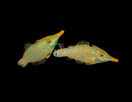 Copy of Harlequin Filefish (PAIR) #2-Marine Collectors