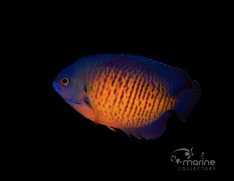 Coral Beauty Angelfish-Marine Collectors
