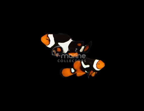 Onyx True Percula [WILD-PAIR] #2