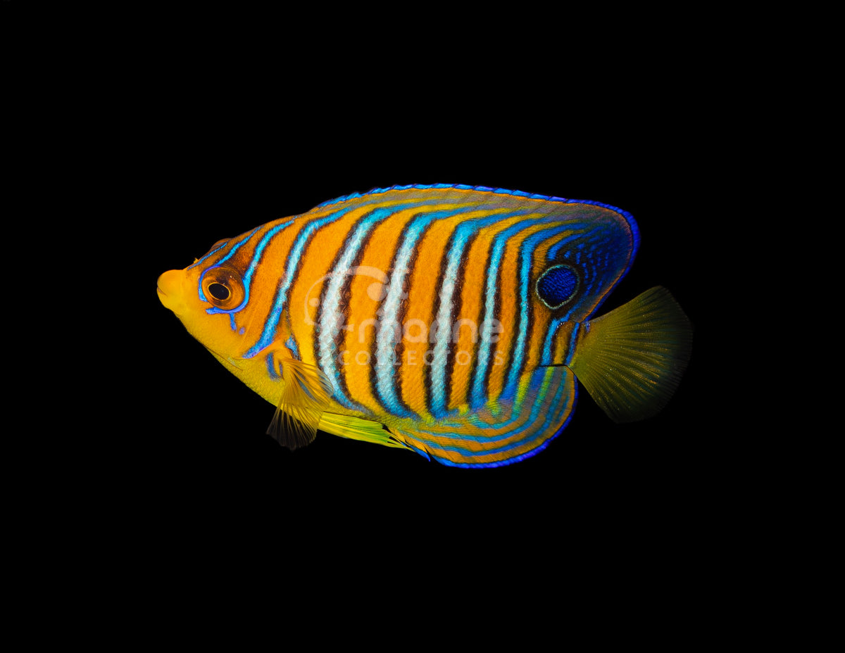 Yellow Belly Regal Angel