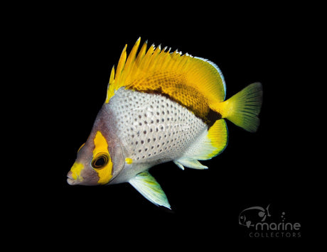 Declivis "Marquesan" Butterflyfish #1-Marine Collectors