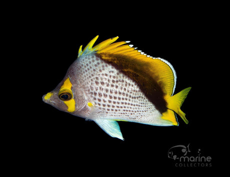 Declivis "Marquesan" Butterflyfish #2-Marine Collectors