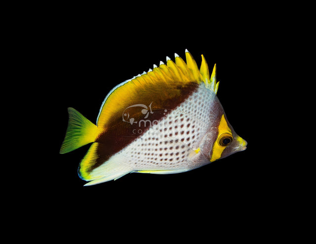 Declivis "Marquesan" Butterflyfish #3-Marine Collectors