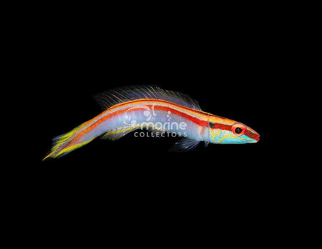 Deepwater Red Stripe Hogfish-Marine Collectors