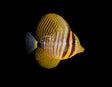 Desjardini Sailfin Tang-Marine Collectors