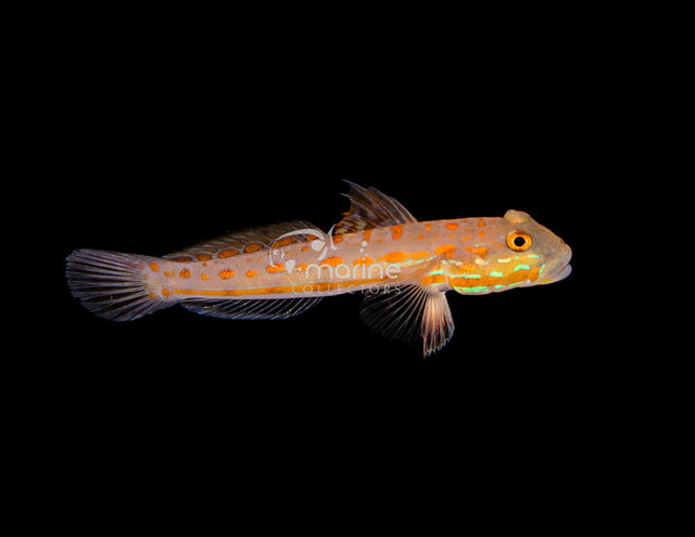 Diamond Goby-Marine Collectors