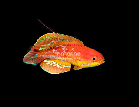 Diamond Tail Flasher Wrasse [MALE] #1-Marine Collectors