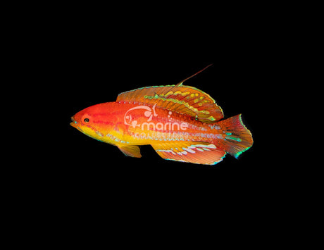 Diamond Tail Flasher Wrasse [MALE] #2-Marine Collectors