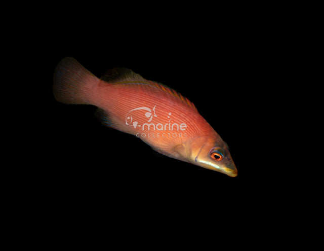 Disappearing Wrasse-Marine Collectors
