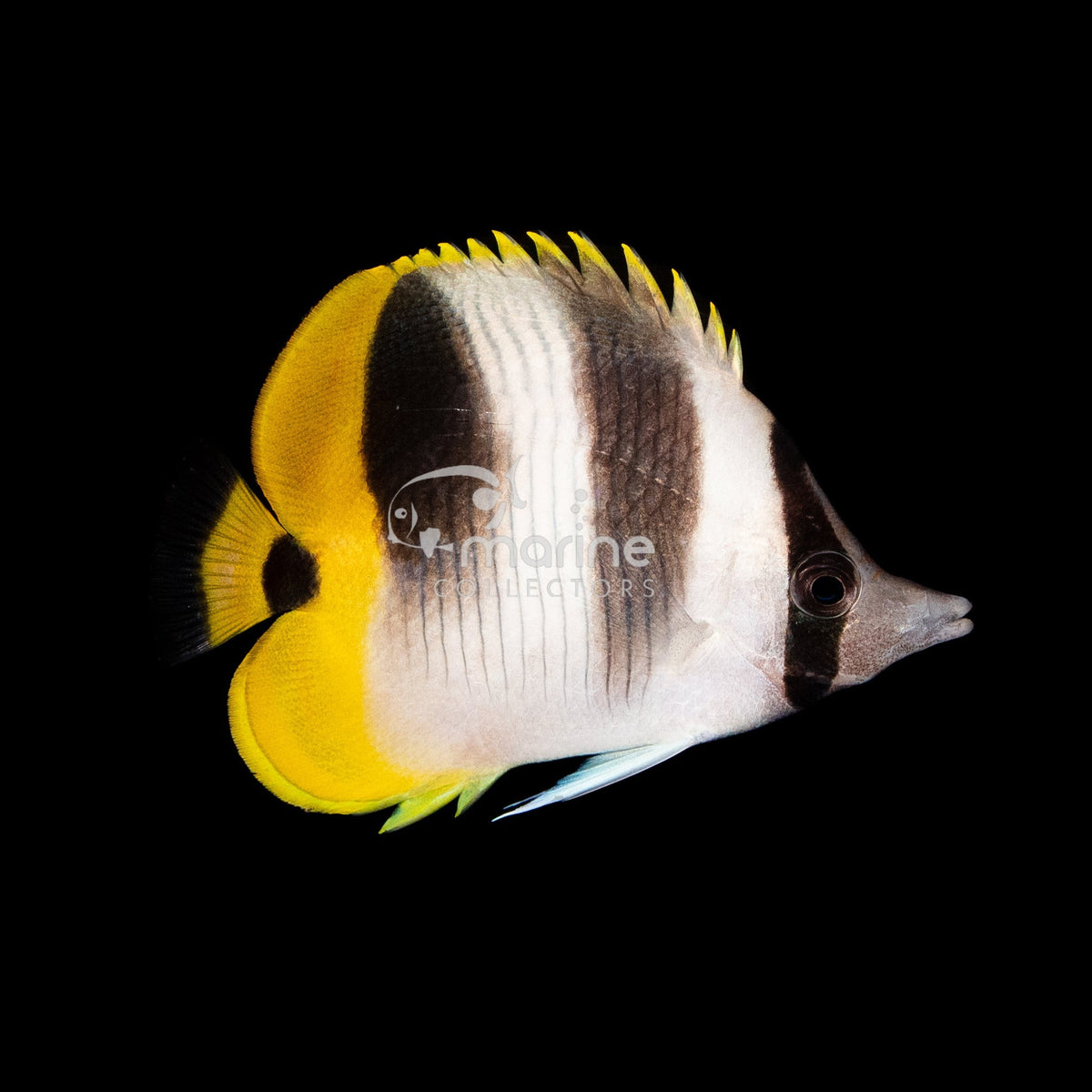 Siddle Fish Double Saddle Butterflyfish - Saltwater Fish – Marine Collectors
