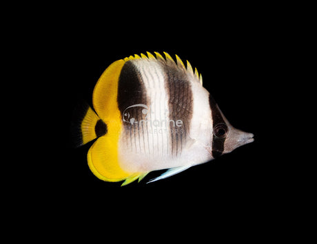 Double Saddle Butterflyfish-Marine Collectors