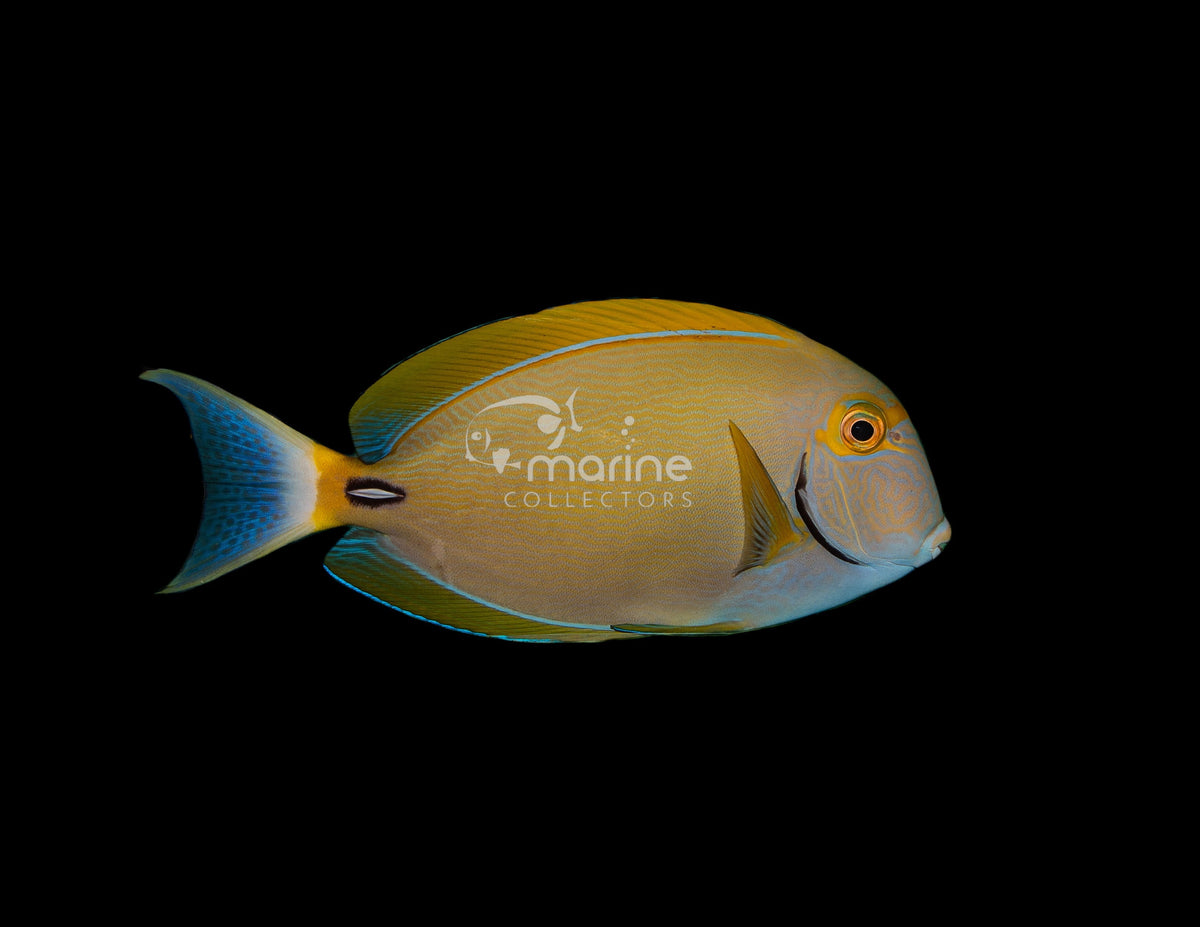 Dussumieri Tang-Marine Collectors