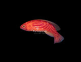 Earle's Wrasse-Marine Collectors