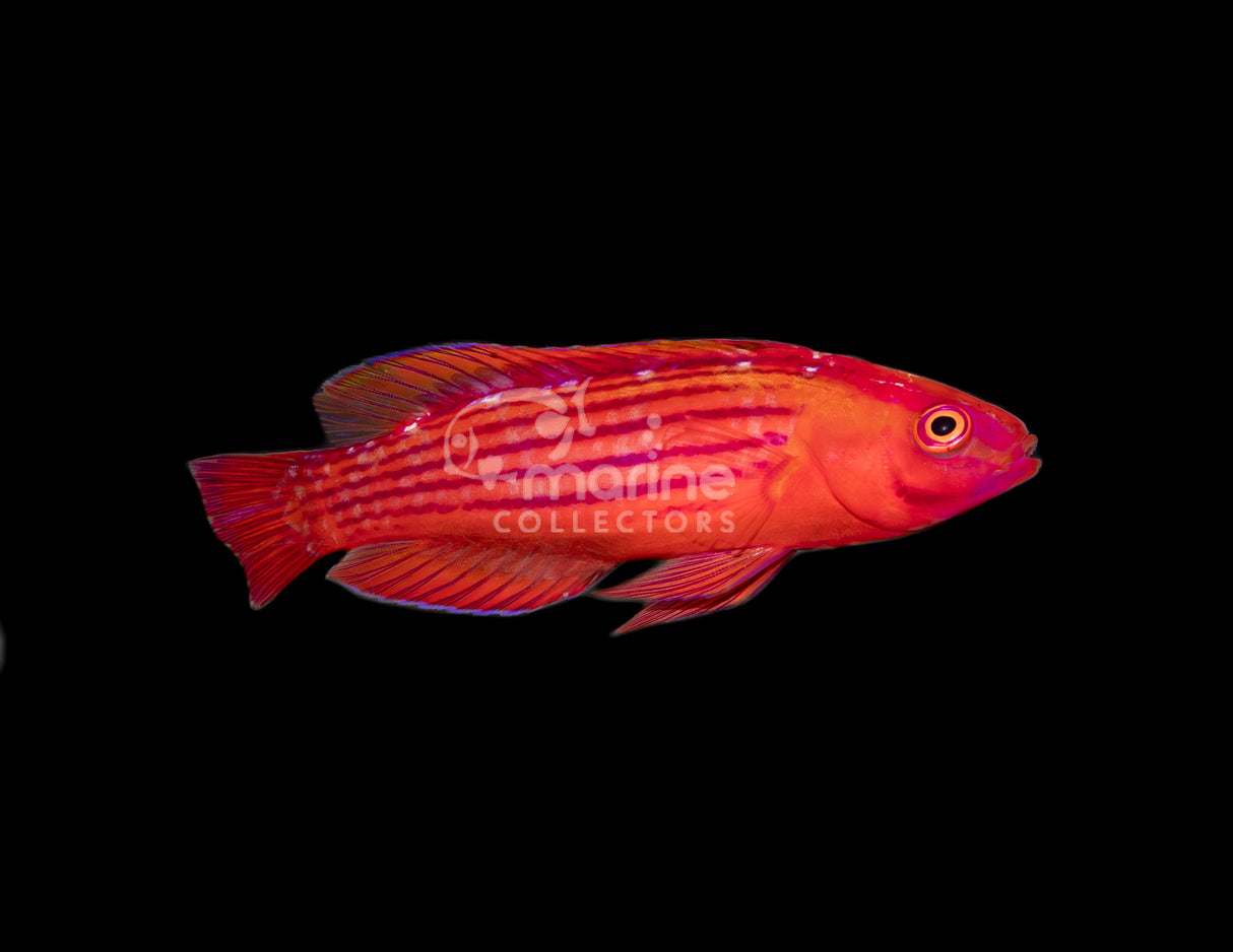 Earle's Wrasse-Marine Collectors