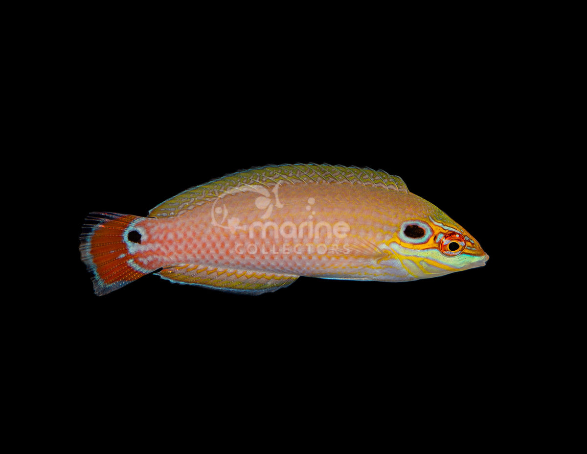Signature Fish – Marine Collectors