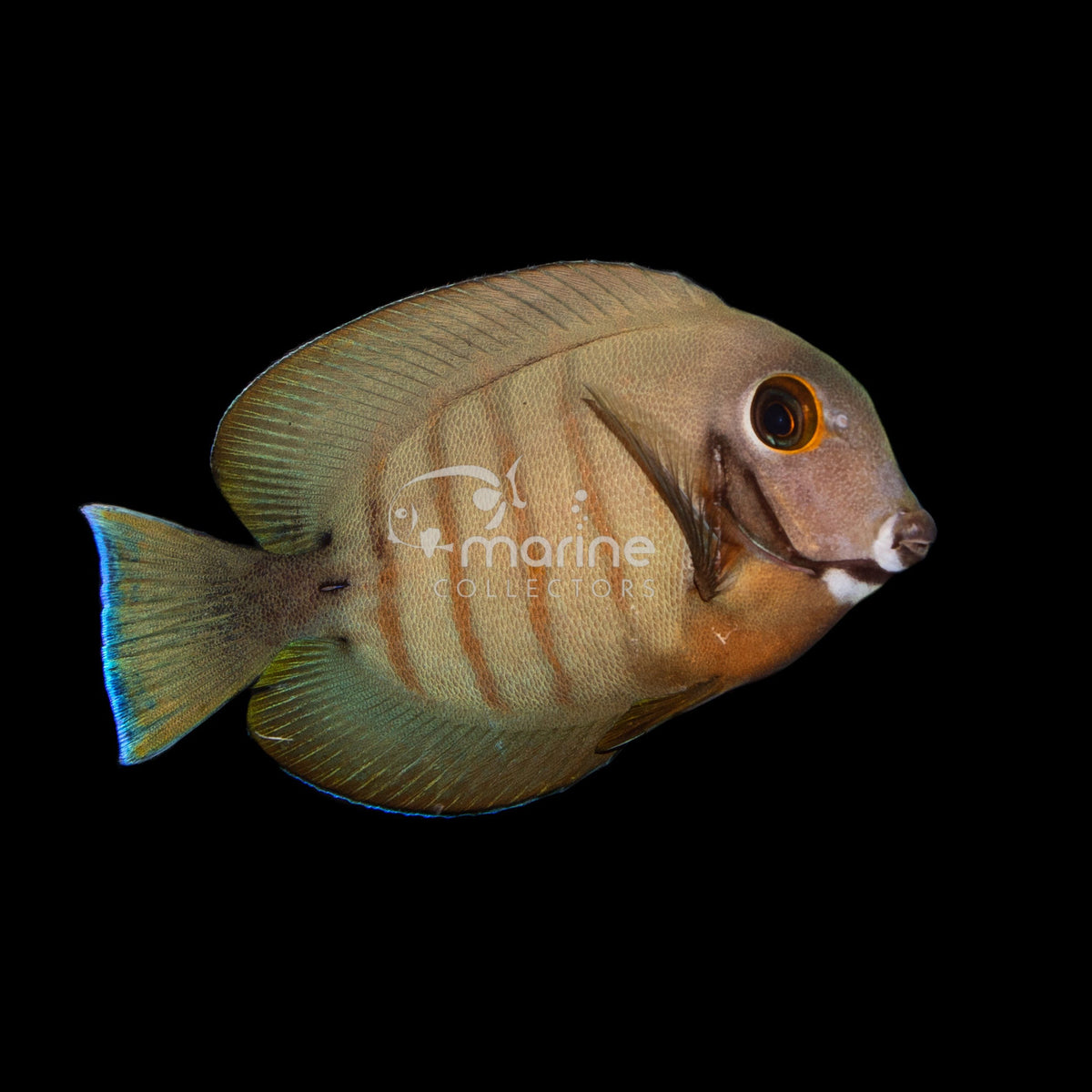 Eibli Mimic Tang Saltwater Fish Marine Collectors