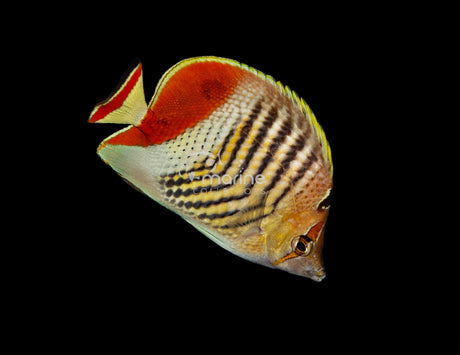Eritrean (Red-Backed) Butterflyfish-Marine Collectors