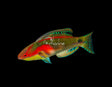 Exquisite Fairy Wrasse-Marine Collectors