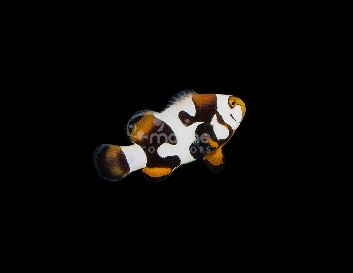 Premium Onyx Picasso"Puzzle Piece" Clownfish [Bali Aquarich]