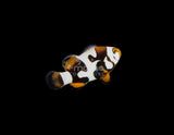 Premium Onyx Picasso"Puzzle Piece" Clownfish [Bali Aquarich]