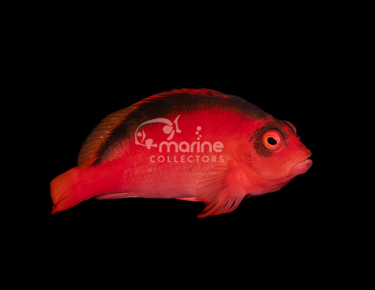 Flame Hawkfish-Marine Collectors