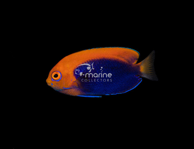 Flameback Angelfish-Marine Collectors