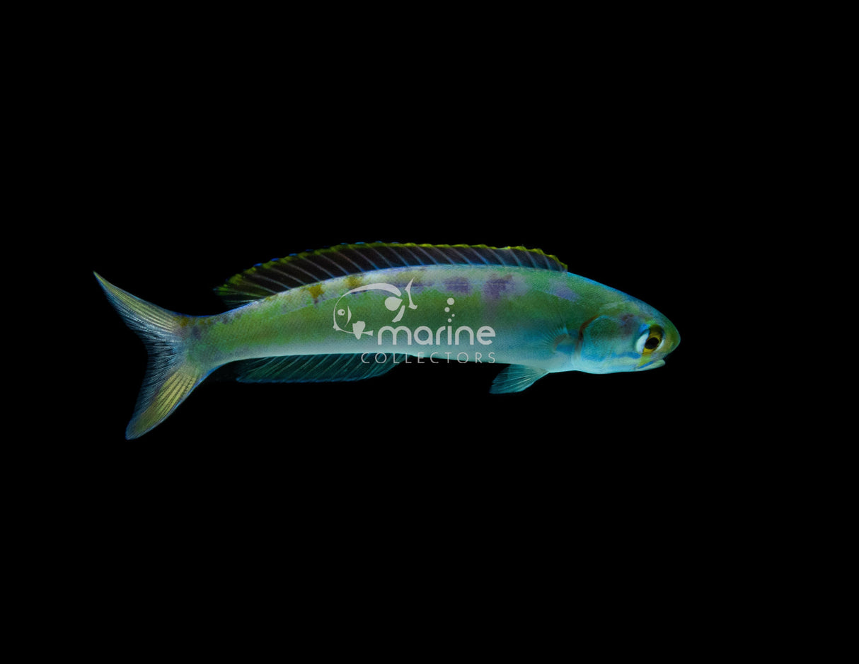 Flashing Tilefish-Marine Collectors