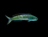 Flashing Tilefish-Marine Collectors