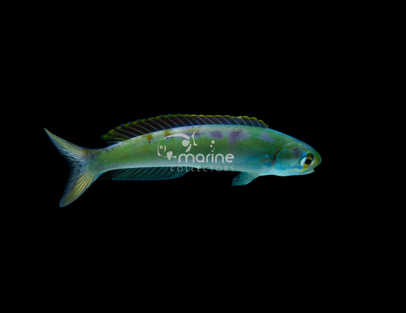 Flashing Tilefish - Saltwater Fish – Marine Collectors