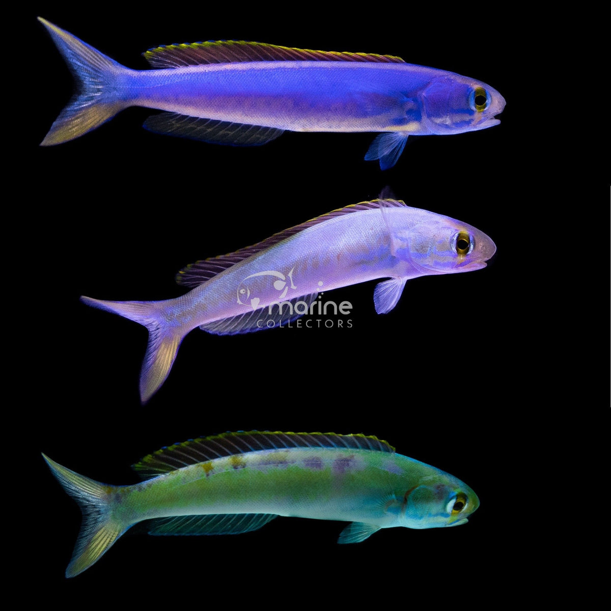 Flashing Tilefish - Saltwater Fish – Marine Collectors