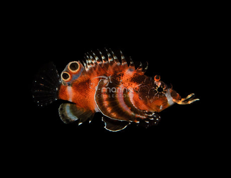 Fu Manchu Lionfish-Marine Collectors